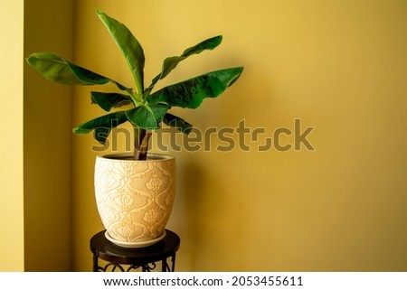 Banana Musa plant in pot. Exotic plant at home. Closeup Royalty-Free Stock Photo #2053455611