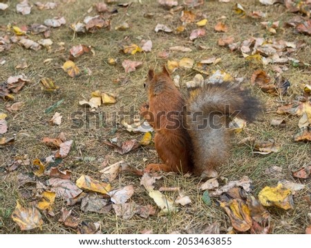 Fox Squirrel eating nuts in Autumn
