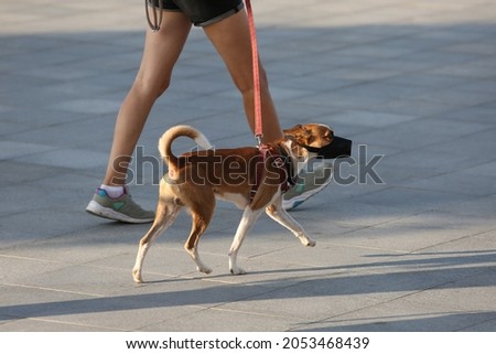 Basenji dog walking on the street, the dog is led on a leash by the owner, the dog is muzzled Royalty-Free Stock Photo #2053468439