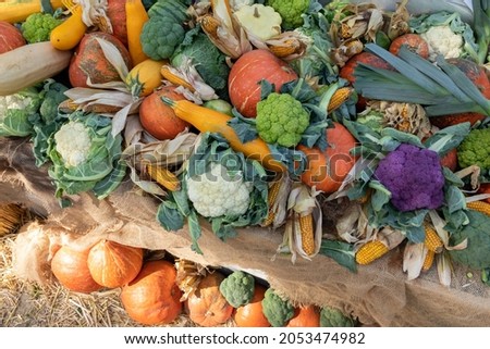 Cauliflower, pumpkins, zucchini, corn and other vegetables on counter of an agricultural fair. Concept of farming, harvesting, Thanksgiving. Background on agriculture