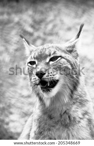 Lynx black and white photo.