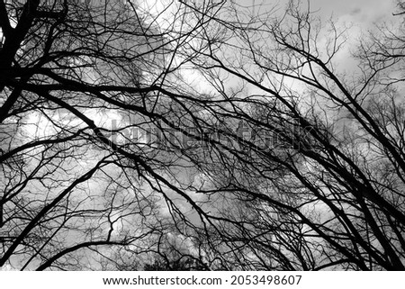 Black tree branches on grey sky background up view 