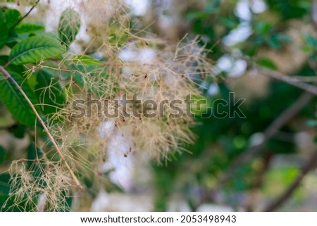 Fluffy plant in a city park. Background with copy space for text or lettering.