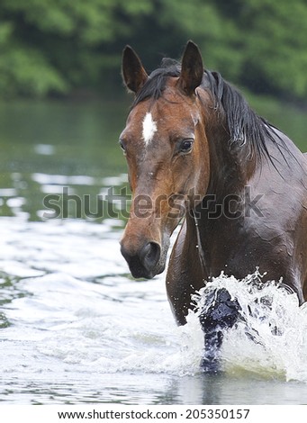 beautiful thoroughbred horse swims in water lake