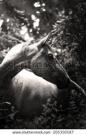 beautiful horse in dark