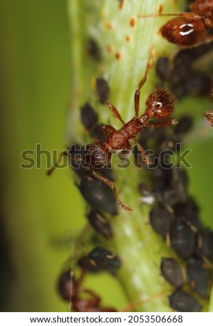 Macro of Myrmica ants and aphids colony on a plant.