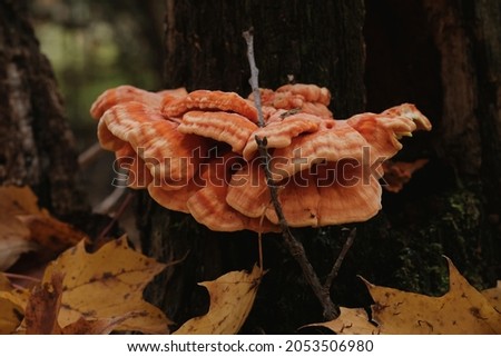 Sulphur shelf, or chicken of the woods (Laetiporus sulphureus) bracket fungus on a tree in a forest near Wakefield, Quebec, Canada.
