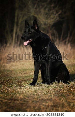 beautiful black german shepherd dog