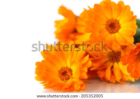 bouquet of orange calendula blossoms on white background