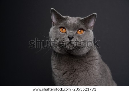 beautiful blue british shorthair cat with orange eyes portrait on dark gray or black background with copy space Royalty-Free Stock Photo #2053521791