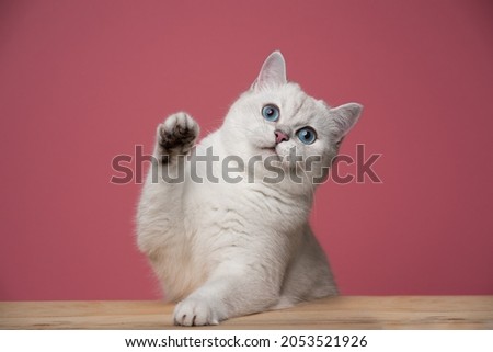 cute white blue eyed british shorthair cat leaning on wooden counter raising paw looking at camera on pink background with copy space Royalty-Free Stock Photo #2053521926
