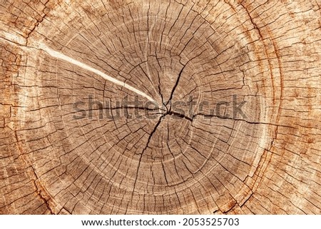 Close - up brown stump pattern texture and background seamless
