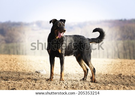 beautiful rottweiler beauceron shepherd dog outdoors