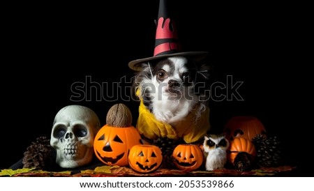 Adorable chihuahua dog wearing a Halloween witch hat and holding a pumpkin on dark background. Happy Halloween Day.