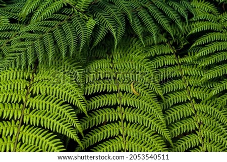 set of vivid green tropical leaves