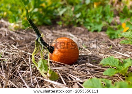 close up pumpkin in ground