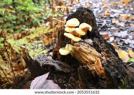 Wild automnal mushroom with a mossy and wooden background in Canada