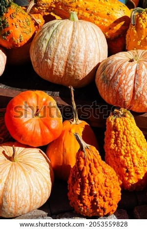 White, green and orange gourds and pumpkins in the fall