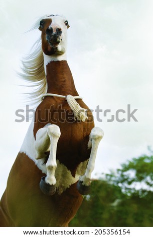 beautiful paint horse prancing running