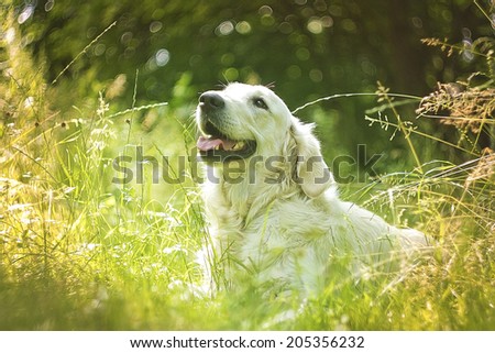 beautiful young golden retriever dog outdoors