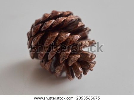 christmas Pine cone tree fruits isolate on white background