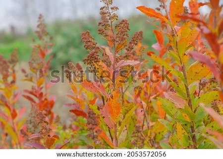yellow and orange plants. autumn photo. autumn in the forest. colorful foliage.
