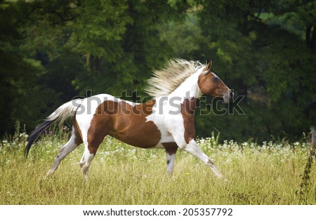 beautiful horse running in nature