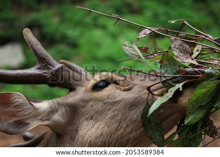 close up of brown deer eating leaves
