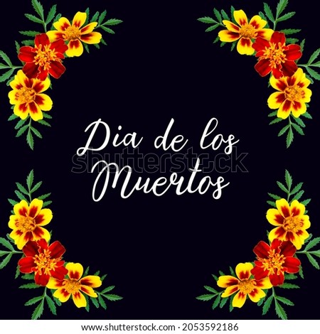 Marigold photo design elemets isolated on black background with spanish handwritting lettering Day of the Dead for print produts, social media, autumn decorations.
