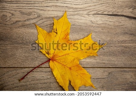 autumn mood.yellow maple leaves on the background of a wooden board in warm colors.