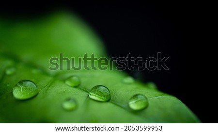 raindrops on fresh green leaves on a black background. Macro shot of water droplets on leaves. Waterdrop on green leaf after a rain. Royalty-Free Stock Photo #2053599953