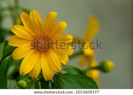 mexican sunflower stock photography taken in kerala