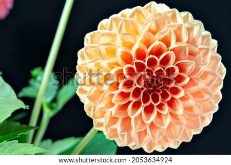 Close-up of dahlia flower in full bloom with black background
