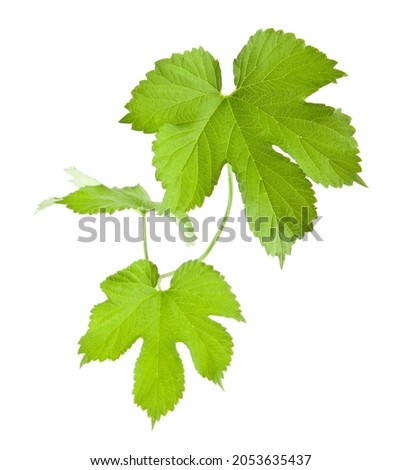 Green leaves of ivy isolated on white background. Detail for Design. Design Elements. Macro. Background for Business Cards, Postcards and Posters