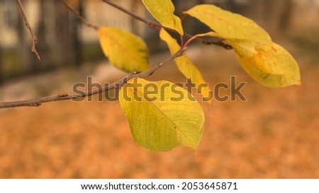Birdcherry leaves in autumn, autumn bird cherry tree leaves on a branch close - up view