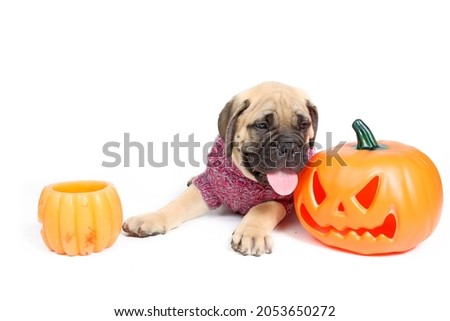 puppy bullmastiff with halloween pumpkins isolated on white 