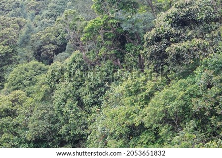 green tree on mountain valley in lawu mountain 