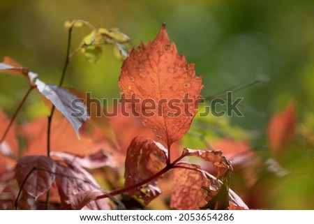 Beautiful autumn leaves, bright colors of autumn, nature.