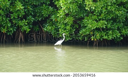 a white heron beak bird in front of a mangrove forest at Thalassery Kannur. Lakes and backwaters in Kerala India. Royalty-Free Stock Photo #2053659416