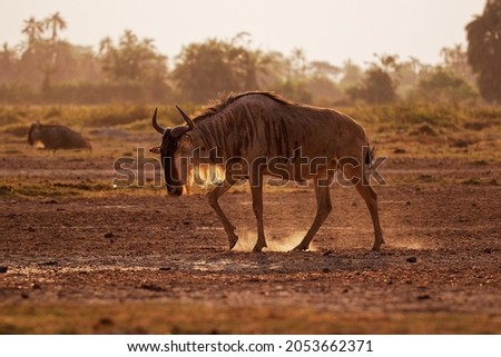 Eastern White-bearded Wildebeest - Connochaetes taurinus albojubatus also brindled gnu, antelope in Eastern and Southern Africa, belongs to Bovidae with antelopes, cattle, goats, sheep, ungulates.  Royalty-Free Stock Photo #2053662371