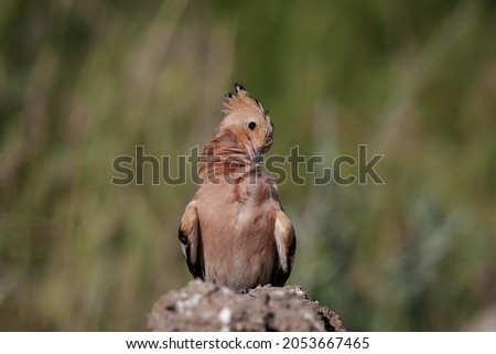 Eurasian Hoopoe (Upupa epops) perched on a rock