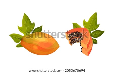Fresh ripe whole and sliced papaya fruit vector illustration