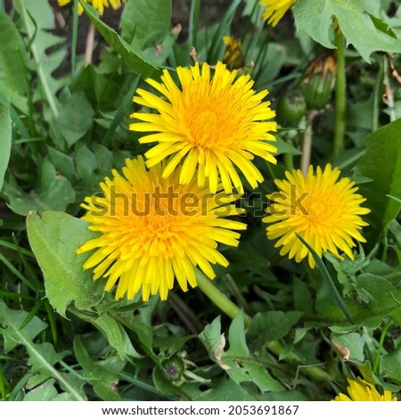 Macro photo nature plant yellow dandelion flower. Stock photo yellow dandelion in grass