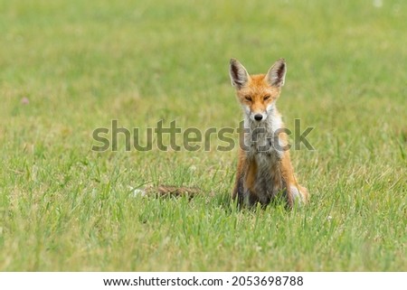 Wild red fox, hunting animal