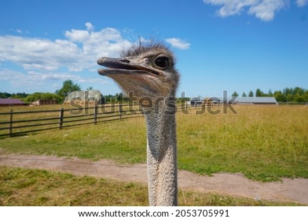 These are an ostrich on an ostrich farm. They are funny animals with long eyelashes and expressive eyes. Can be used for websites, brochures, posters, printing and design.