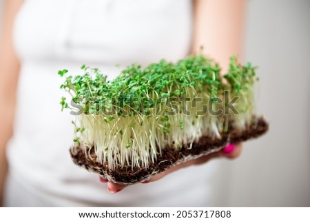 Micro-green healthy food and greens grass. Sprouting Microgreens.