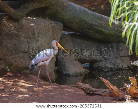 Yellow billed stork, (Mycteria ibis), South Africa