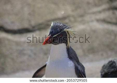 Portrait of penguin with rocks in background