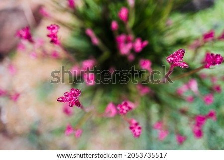 native Australian kangaroo paw plant with pink flowers outdoor in beautiful tropical backyard shot at shallow depth of field