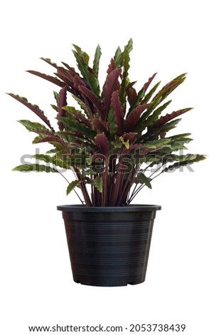 Calathea rufibarba Fenzl or Furry feather calathea in black plastic pot it is an air purifying plant that can be grown indoors isolated on white background included clipping path. Royalty-Free Stock Photo #2053738439
